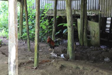 Chickens Under the Longhouse