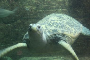 Buoyant Turtle