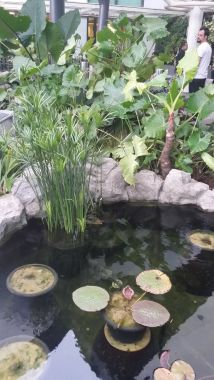 Water Lily garden
