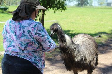 Emu feeding