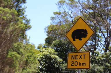 Wombats!