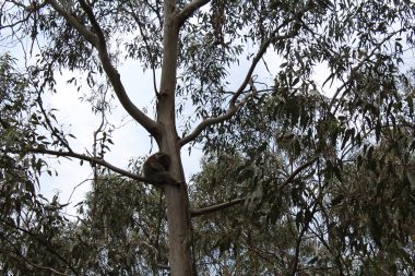 First koala