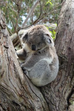 Active koala