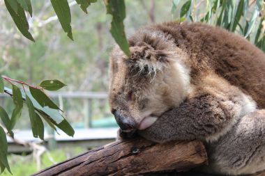 Sleeping koala...