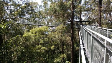 Illawarra Fly Treetop Walk