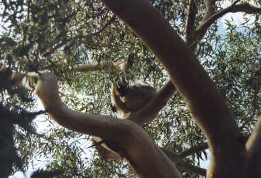 Koala Sanctuary - This is as close as you get