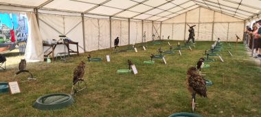 Bird Display Bird Display