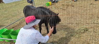 Miniature Horse Miniature Horse