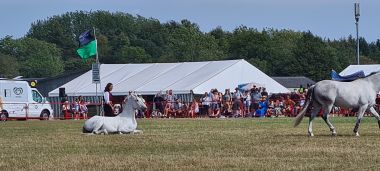 Horse Show - Lying Down