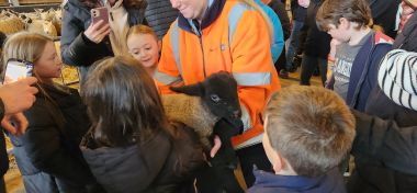 Lamb in the Crowd Lamb in the Crowd