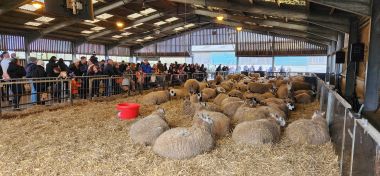 Big Pen of Expectant Ewes Big Pen of Expectant Ewes