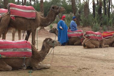  Camels in the Palmeraie