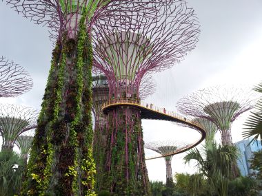 Supertree Grove and OCBC Skyway