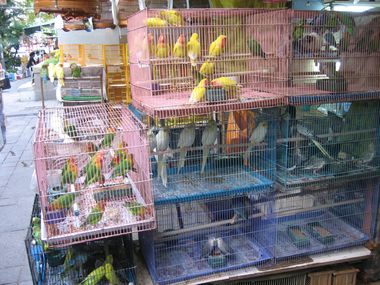 Bird Garden - Birds for Sale