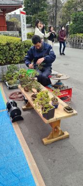 Bonsai