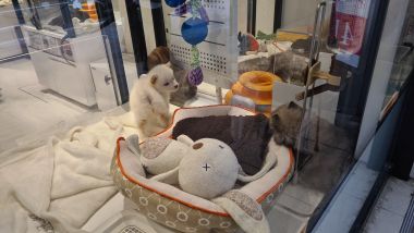 Cute Animals in the Window