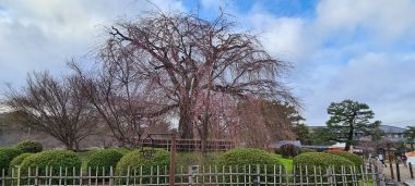 Cherry Blossom?