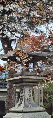 Cherry Blossoms!