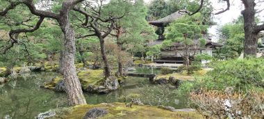 Trees and Temple Building