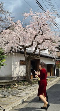 Cherry Blossom Tree Threatening Electrical Supply