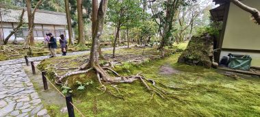 Trees and Path