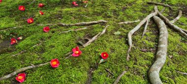 Blooms on Ground