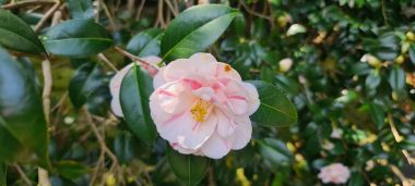 Bloom