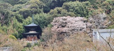 Temple Building with BIG Cherry Blossom Tree on Side of Mountain