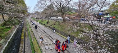 Keage Incline, Path, Cherry Blossom Trees and Singers