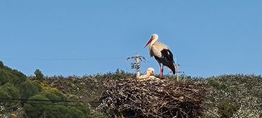 Storks are Everywhere at Lower Altitudes Storks are Everywhere at Lower Altitudes