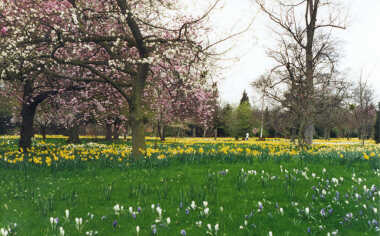 Hampton Court Palace - The Gardens in Spring (with the daffodils in bloom)
