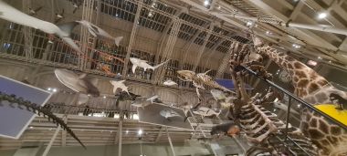 Animals from Ceiling