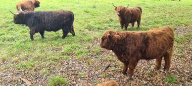 Highland Cows