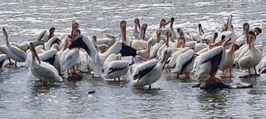 Pelicans